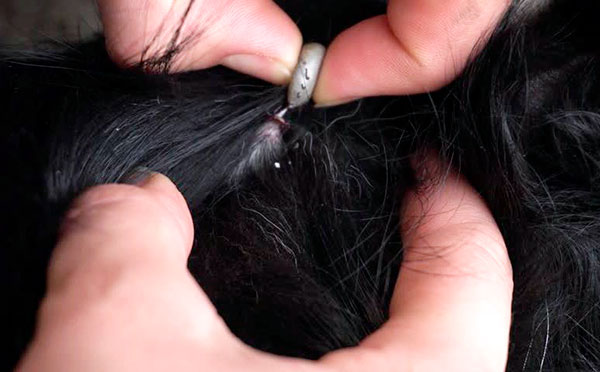 Rimuovere un segno di spunta con le dita