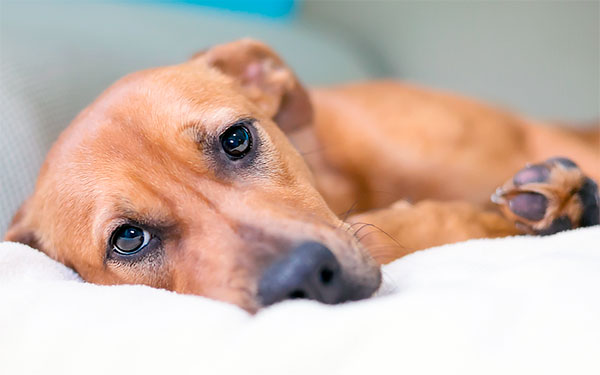 Deterioramento delle condizioni di un cane dopo una puntura di zecca