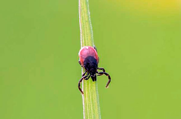Le gambe delle zecche tese in avanti - un segno di prontezza per un attacco
