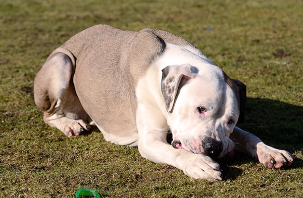 Epatozoonosi dopo aver mangiato una zecca da un cane