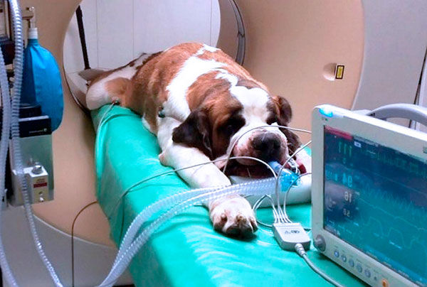 Trattamento della piroplasmosi in una clinica veterinaria