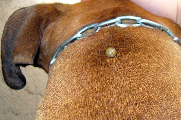 Una zecca sazia su un cane dovrebbe essere rimossa con cura