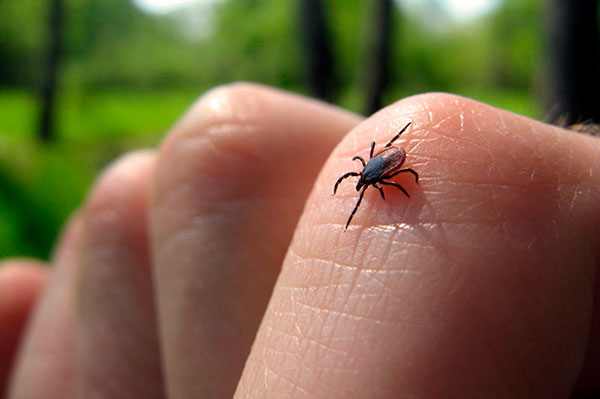 Negatívne následky sú možné až po priamom uhryznutí kliešťom.