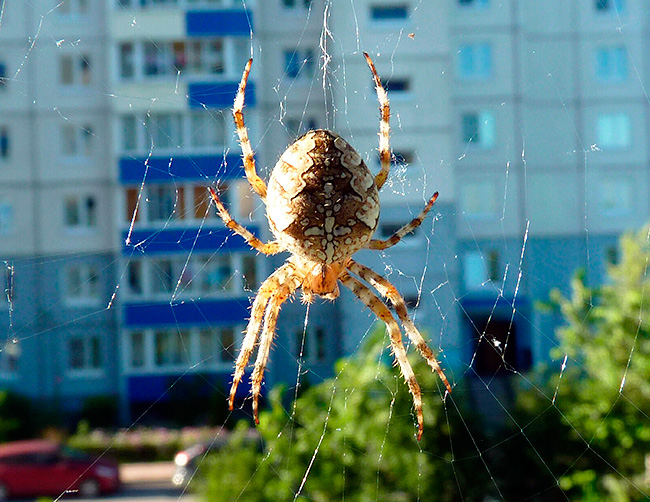 Σταυρός αράχνης